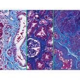 Histopathology Control Slides Trichrome Multi-Tissue Pos ,10 / pk - Axiom Medical Supplies