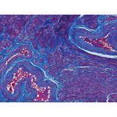 Histopathology Control Slides Trichrome • Uterus Pos ,10 / pk - Axiom Medical Supplies