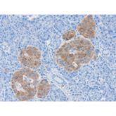 Immunopathology Control Slides Synaptophysin Pos ,10 / pk - Axiom Medical Supplies