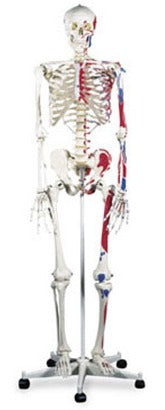 Nasco Advanced Skeleton with Muscle Mannequin