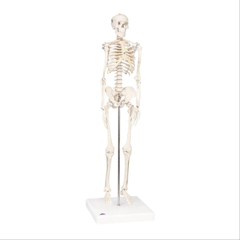 Mini Skeleton Models Shorty ,1 Each - Axiom Medical Supplies