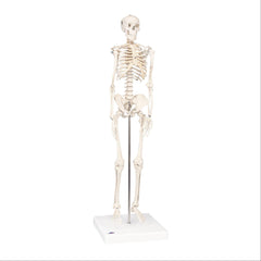 Mini Skeleton Models Hanging • Shorty ,1 Each - Axiom Medical Supplies