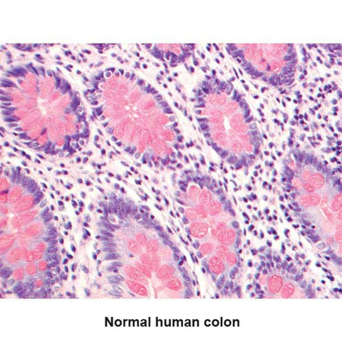 Muci Plus Stain Kit Small Intestine Control Slides ,Pack oF 25 - Axiom Medical Supplies