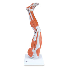 Muscled Leg and Arm Models Muscled Arm Model • 3/4 Life-Size • 6-Part ,1 Each - Axiom Medical Supplies