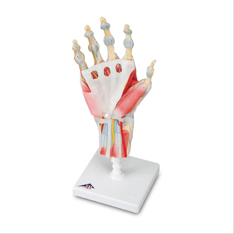 Muscles and Ligaments on Hand Skeleton Model Muscles and Ligaments on Hand Skeleton Model ,1 Each - Axiom Medical Supplies