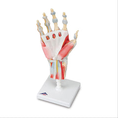 Muscles and Ligaments on Hand Skeleton Model Muscles and Ligaments on Hand Skeleton Model ,1 Each - Axiom Medical Supplies