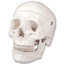 Nasco Human Skulls Model