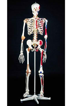 Nasco Super Skeleton Model Male