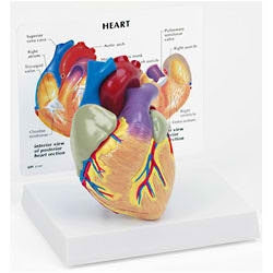 Nasco Heart Model Mannequin