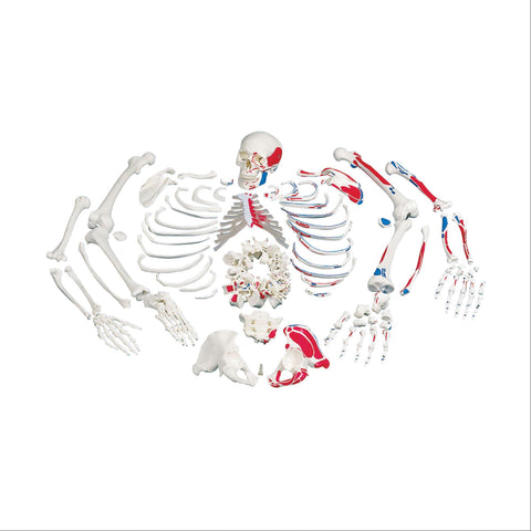 Painted Full Disarticulated Skeleton Painted Full Skeleton • Disarticulated ,1 Each - Axiom Medical Supplies