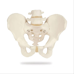 Pelvic Skeleton Models Female ,1 Each - Axiom Medical Supplies