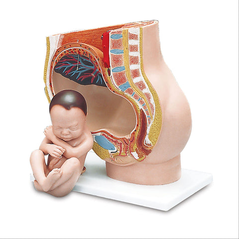 Pregnancy Pelvis Model Pregnancy Pelvis Model, 3-Part ,1 Each - Axiom Medical Supplies