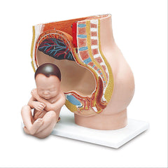 Pregnancy Pelvis Model Pregnancy Pelvis Model, 3-Part ,1 Each - Axiom Medical Supplies