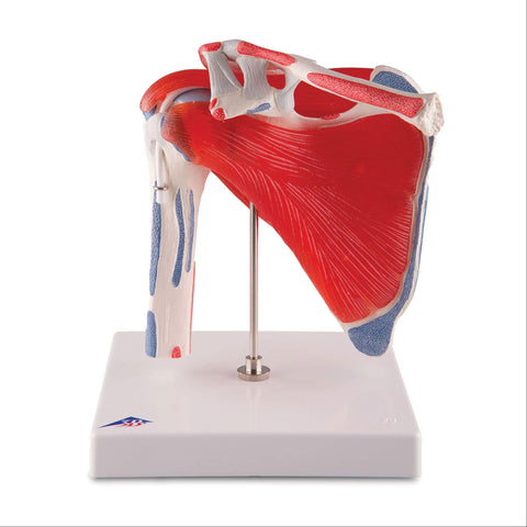 Shoulder Joint with Rotator Cuff Shoulder Joint with Rotator Cuff • 5-Part ,1 Each - Axiom Medical Supplies