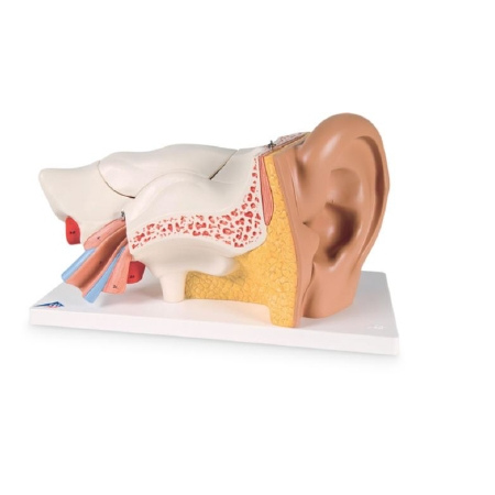 Nasco Advanced Giant Ear American 3B Scientific® - M-925919-1250 - Each