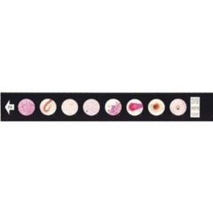 Ward's Science Teaching Microscope Slide Animal Parasite 1 X 3 Inch - M-956352-1881 - Each