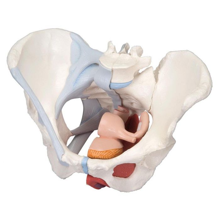Female Pelvis Models